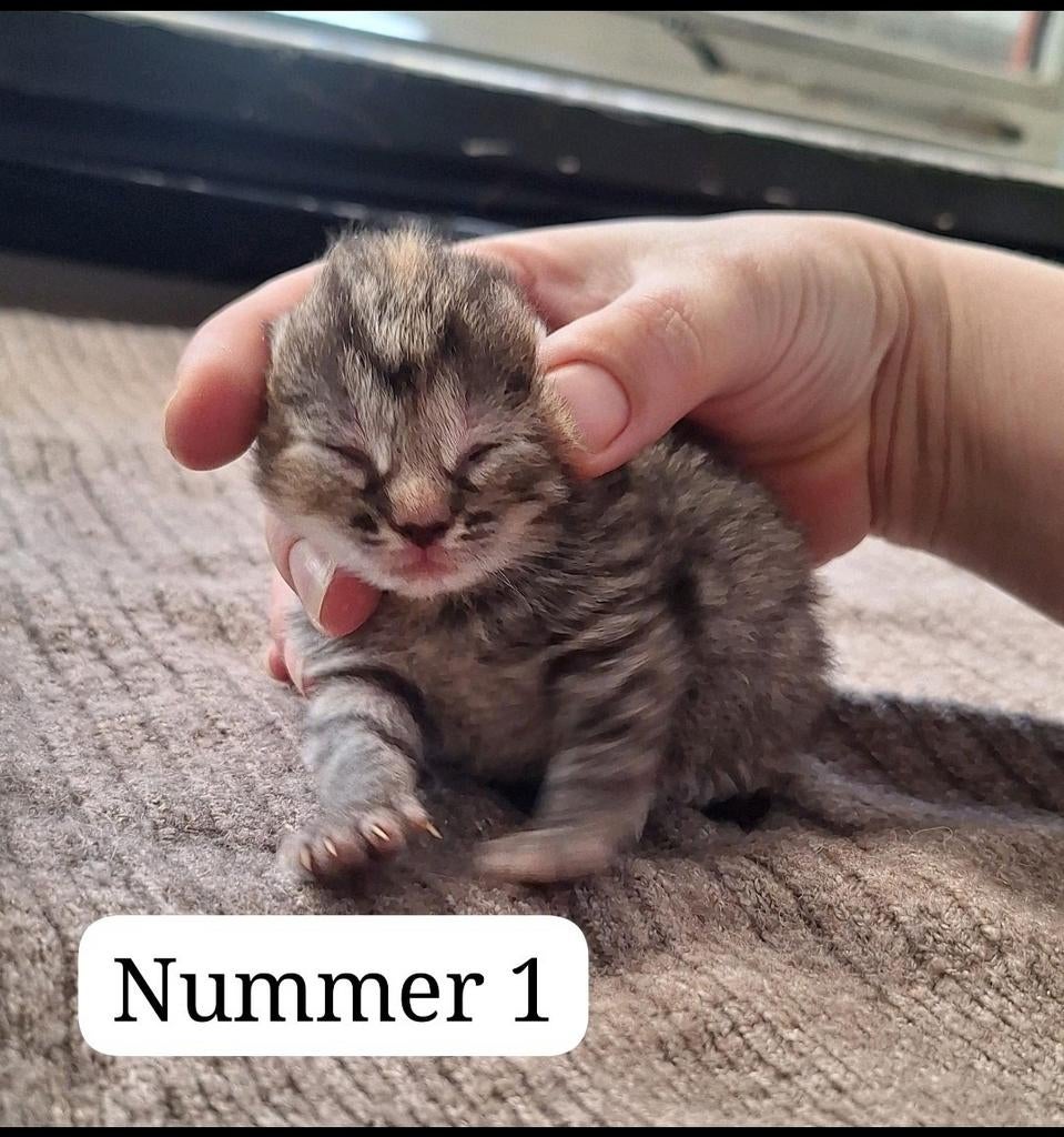 Nog 3 kittens(meisjes) kruising ragdoll, Dieren en Toebehoren, Meerdere dieren, 0 tot 2 jaar