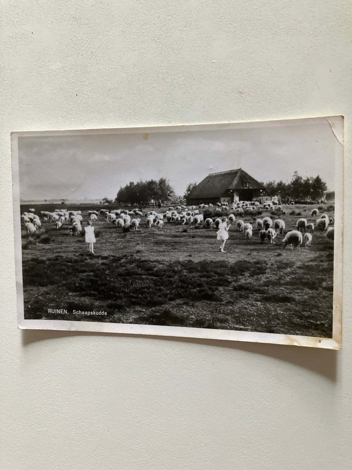 Oude Ansichtkaart Ruinen, Schaapskudde (Gelopen), Ophalen of Verzenden, Voor 1920, Gelopen, Drenthe