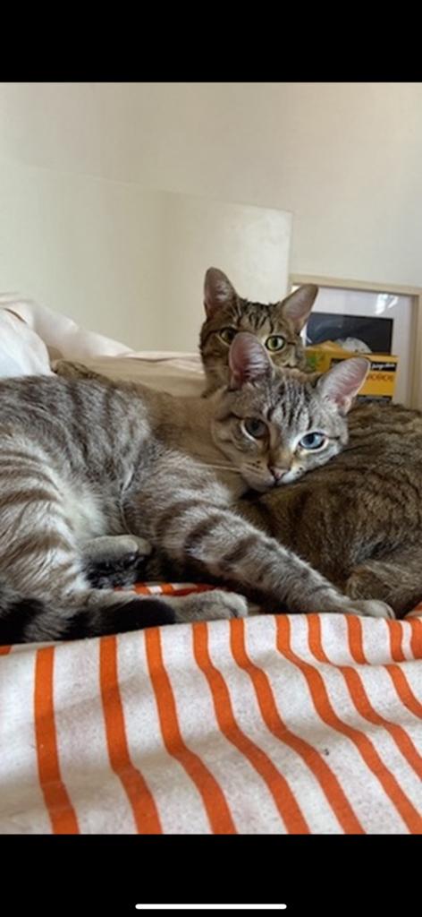 Voor een verantwoordelijke adoptie, Kater, Kortharig, 3 tot 5 jaar