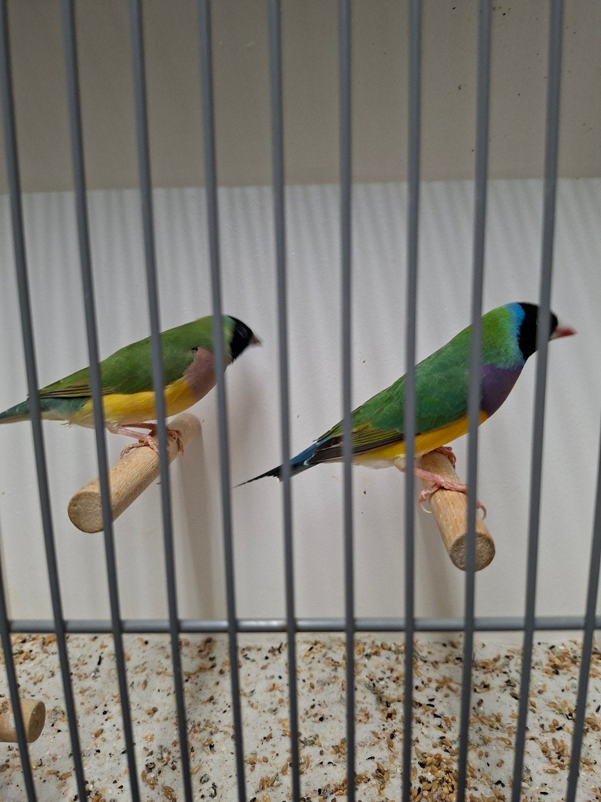 gould amadinne, Dieren en Toebehoren, Meerdere dieren, Tropenvogel