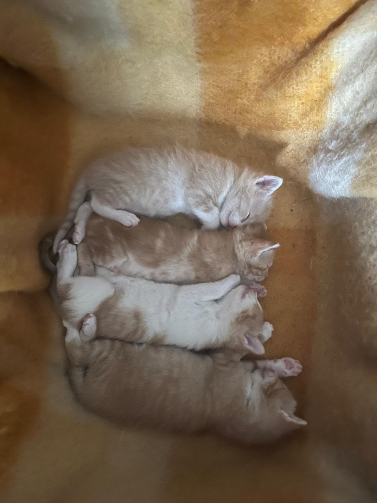 Kittens  Noorse Boskat - Britse korthaar, Dieren en Toebehoren, Meerdere dieren, Ontwormd, 0 tot 2 jaar