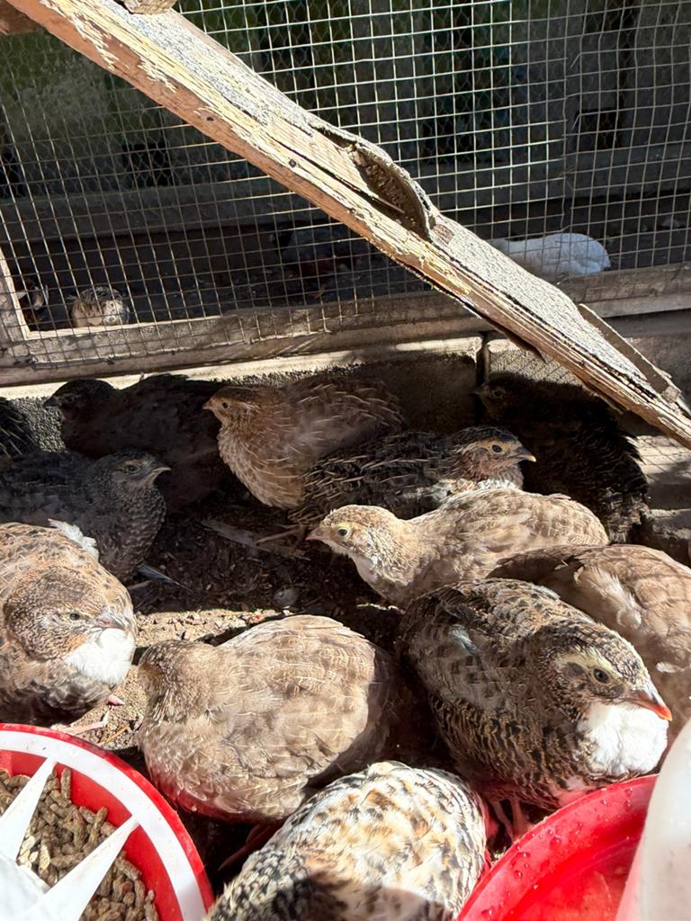 Japanse kwartels 5 weken oud, Geslacht onbekend