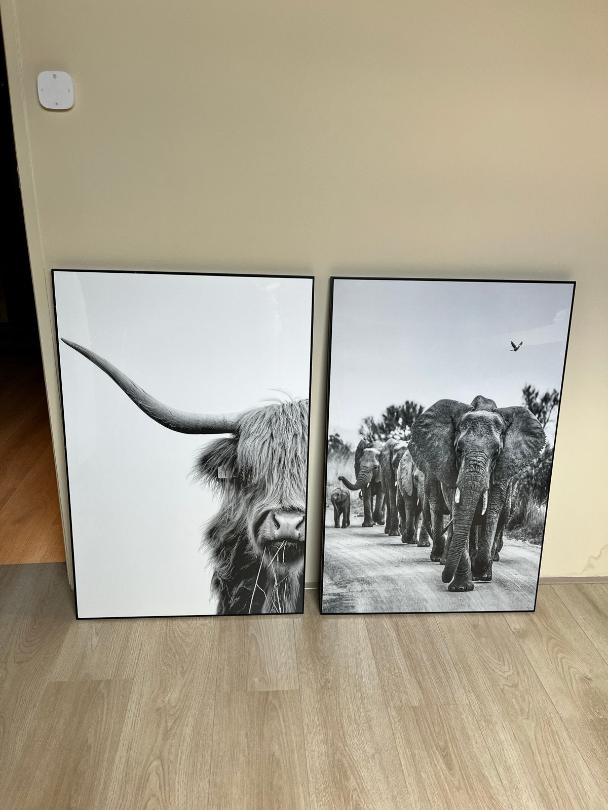 2 zwart-wit schilderijen: Schotse Hooglander en olifanten, Antiek en Kunst, Kunst | Schilderijen | Klassiek, Ophalen, Realistisch