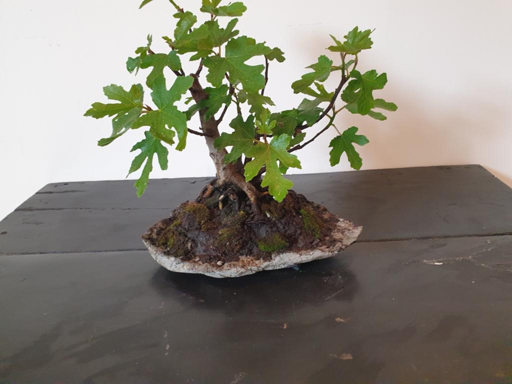 Bonsai vijg in schaal slab van beton, Ophalen of Verzenden, Kruiden, Volle zon
