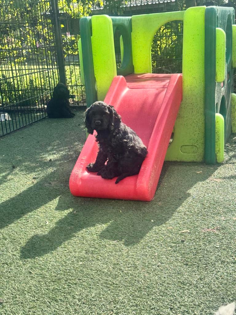 Amerikaanse Cocker Spaniel pups, Dieren en Toebehoren, Honden | Retrievers, Spaniëls en Waterhonden, Nederland, 8 tot 15 weken