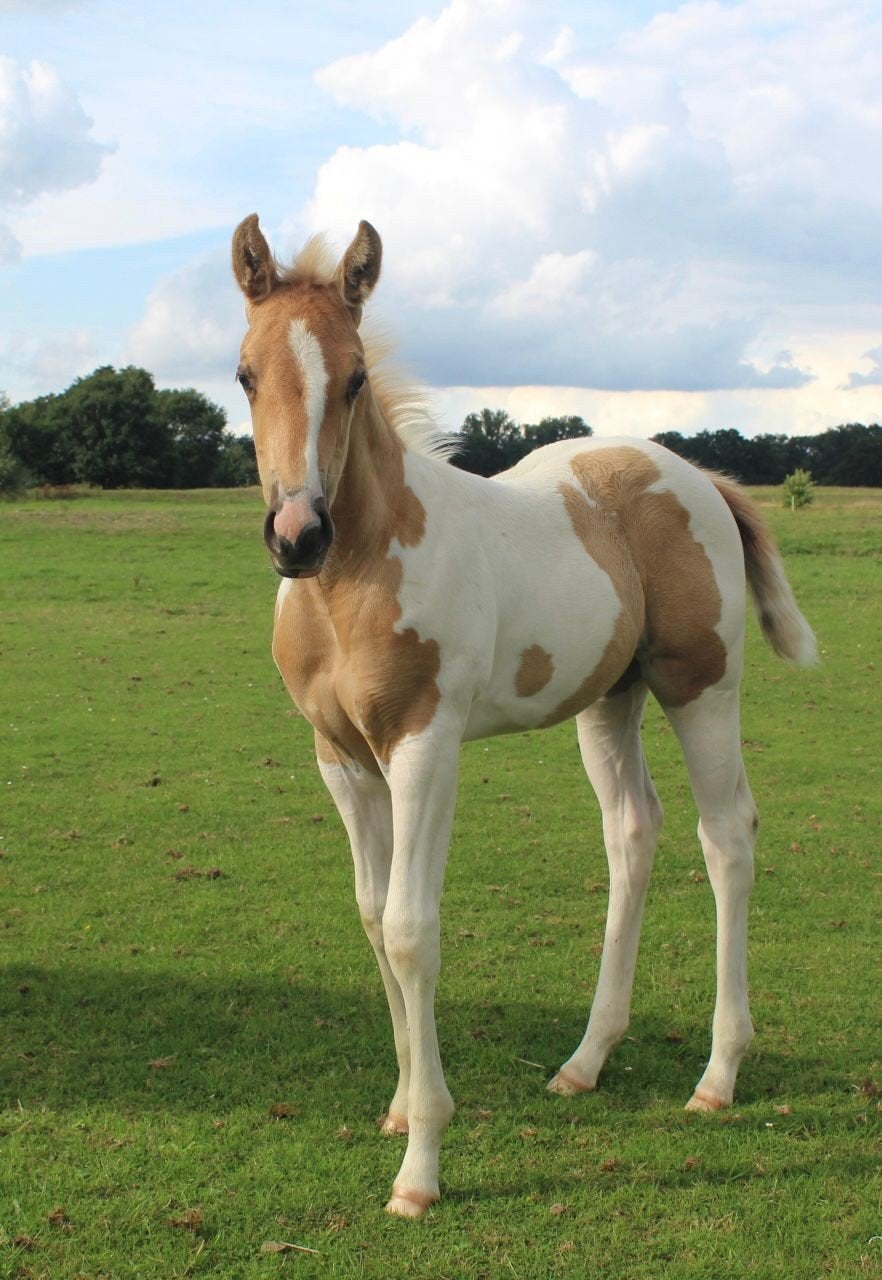 American Paint Horse Merrie Veulen, Dieren en Toebehoren, Paarden, Minder dan 160 cm, Niet van toepassing, 0 tot 2 jaar, Westernpaard