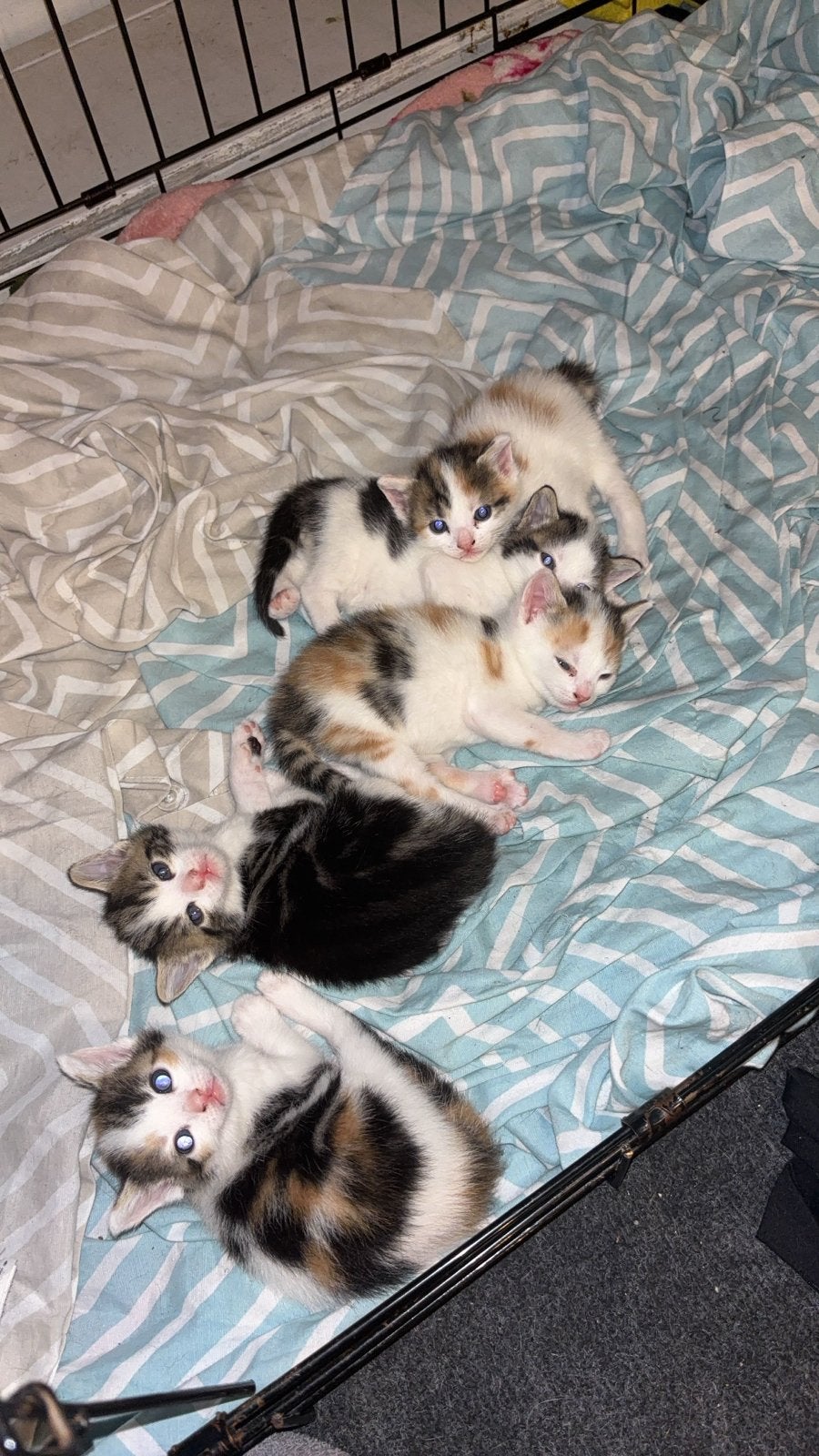 Kittens te koop, lapjes, grijze, Meerdere dieren, Kortharig, 0 tot 2 jaar