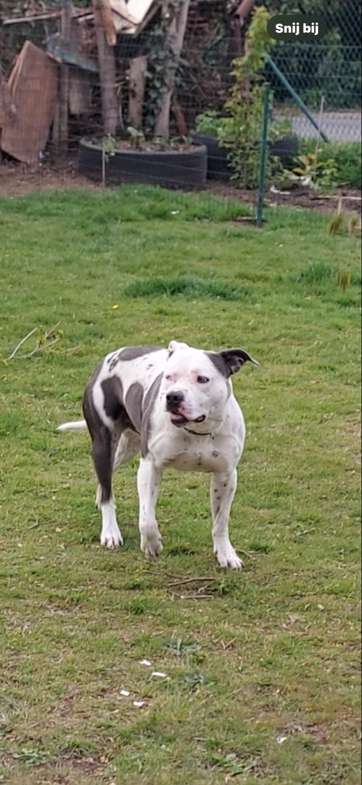 Zeer lieve stafford Zoekt gouden mandje, Dieren en Toebehoren, Honden | Niet-rashonden, België, Particulier, Reu, Groot