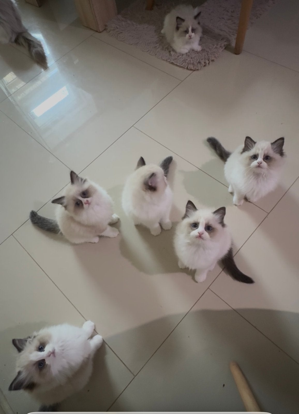 Ragdoll kittens te koop – Seal Bicolor- stamboom fife, Meerdere dieren
