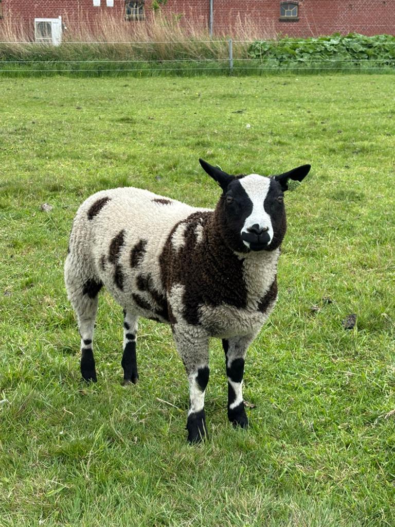 Koppel bonte ramlammeren ( schapen ), Dieren en Toebehoren, Schapen, Geiten en Varkens, Meerdere dieren, Schaap