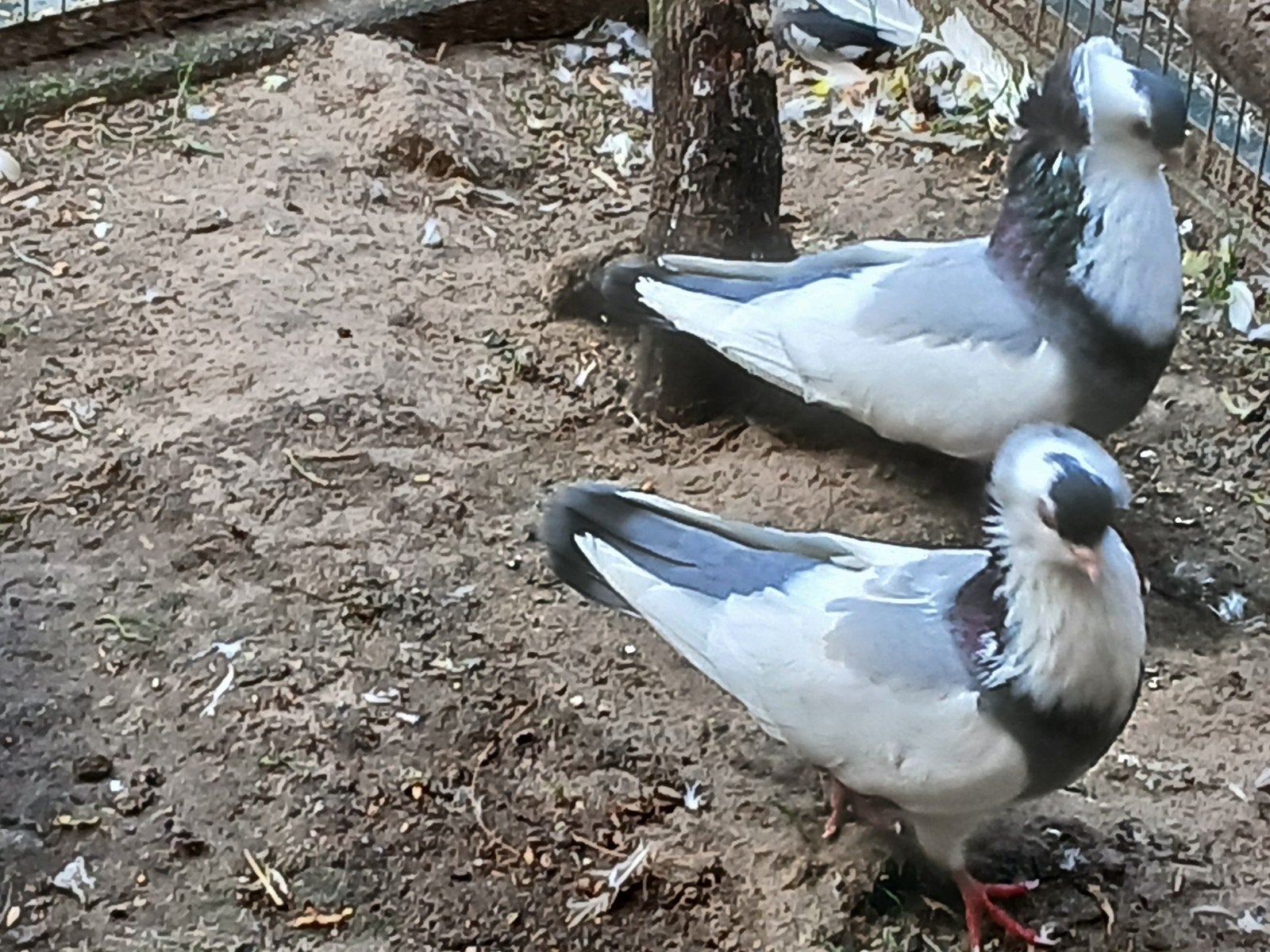 Felegyhazer, Dieren en Toebehoren, Vogels | Duiven, Meerdere dieren, Overige soorten
