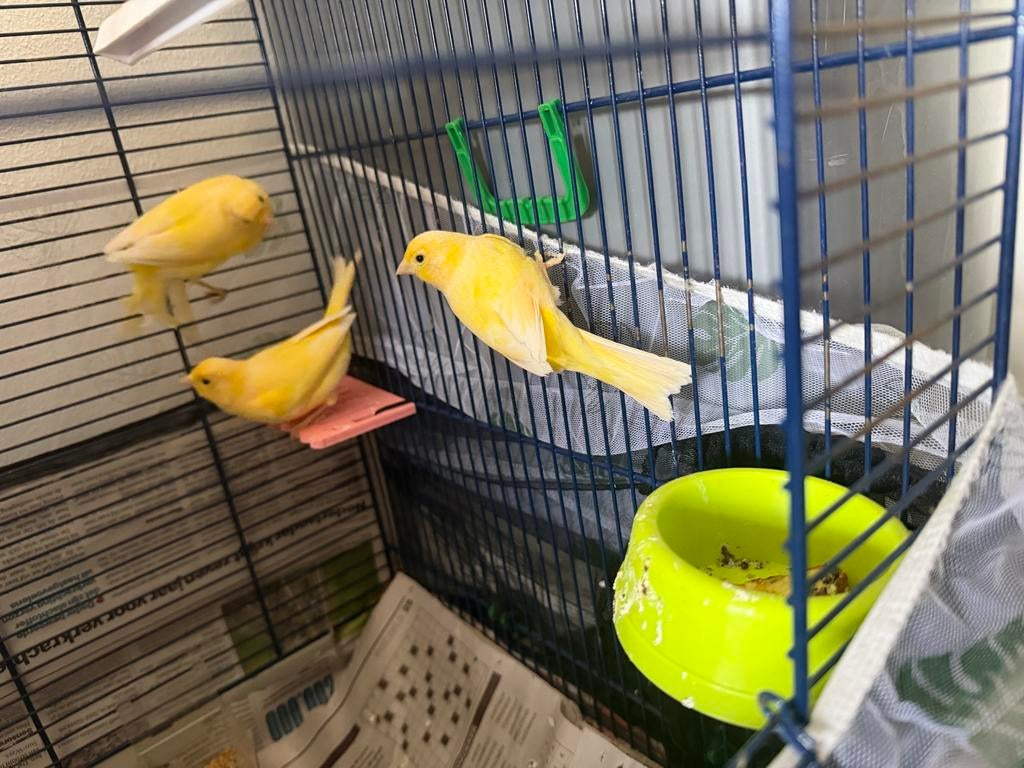 Mooi kanariess., Dieren en Toebehoren, Vogels | Kanaries, Mannelijk, Zangkanarie