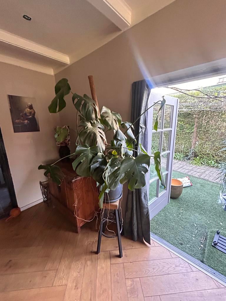 Grote Monstera Deliciosa kamerplant met mosstok, Ophalen, Overige soorten, Halfschaduw, In pot