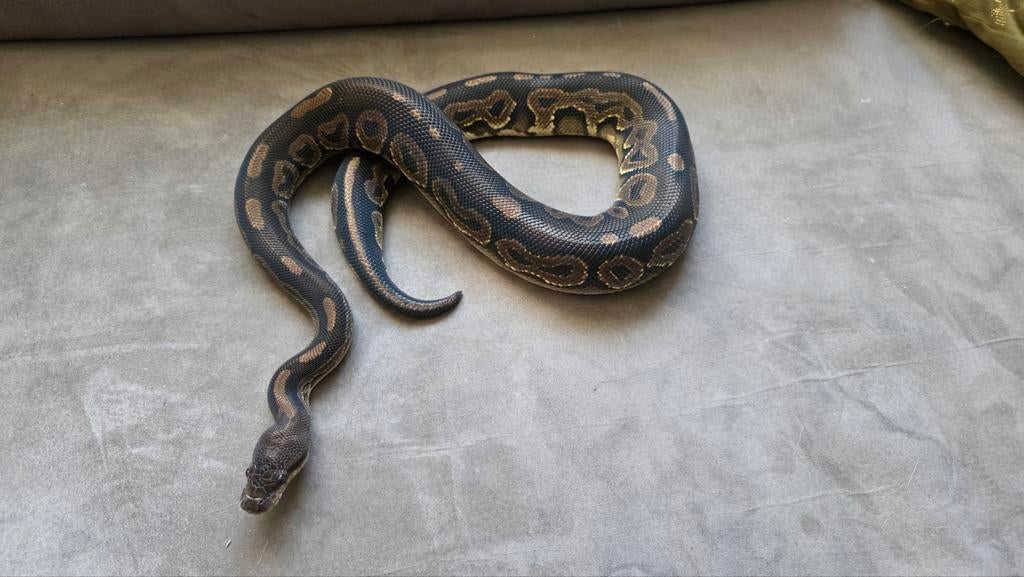 Koningspython regius 2x Ball Python - unknown for sale from E. Heuperman