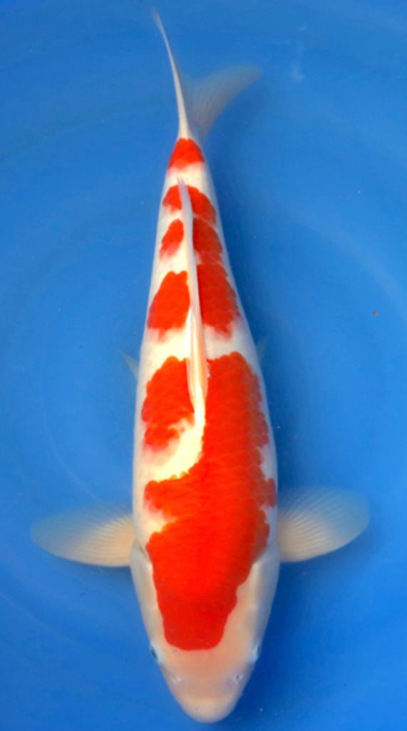 Kohakiu, Karper of Koi