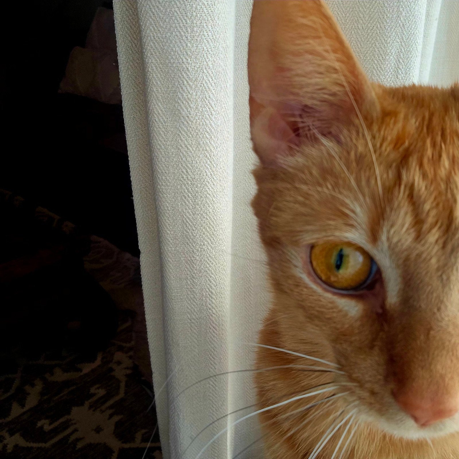 Ginger Oranje poes Gratis Ophalen, Poes