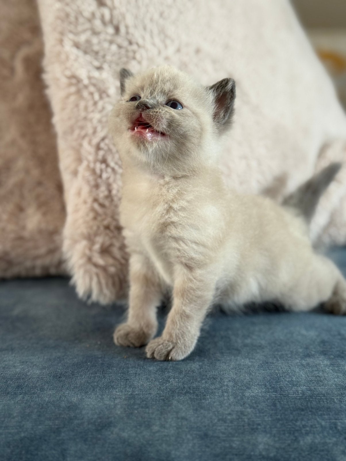Ragdoll - Europeesekorthaar kittens, Meerdere dieren, Ontwormd, 0 tot 2 jaar
