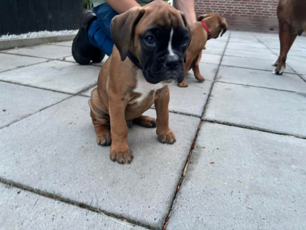 Boxer reutje, Dieren en Toebehoren, 8 tot 15 weken, Meerdere, Nederland, Particulier