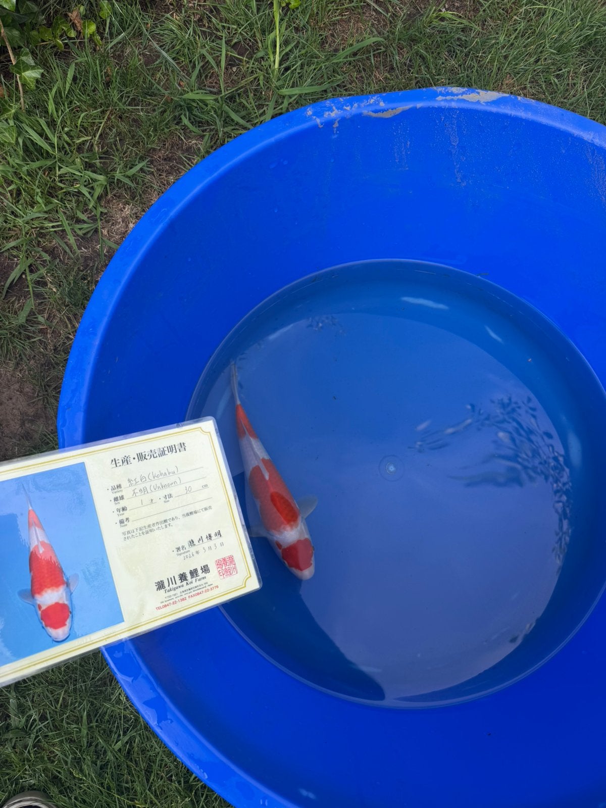 Takigawa Kohaku – met origineel certificaat-mooie kwaliteit, Ophalen of Verzenden, Zo goed als nieuw, Kunststof