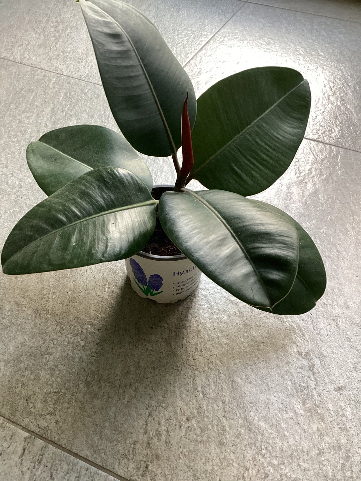 Ficus elastica, Huis en Inrichting, Kamerplanten, Ophalen, Ficus, Halfschaduw, Minder dan 100 cm