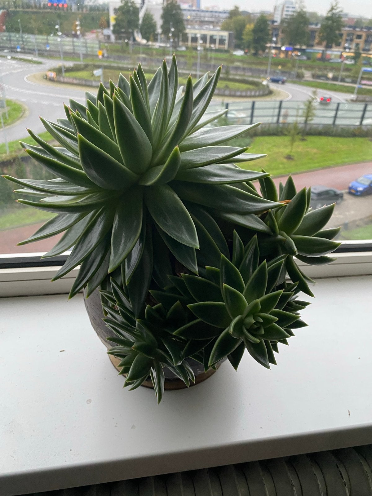 Grote vetplant in pot - Ideaal voor binnen, Ophalen, Overige materialen, Minder dan 60 cm, Rond