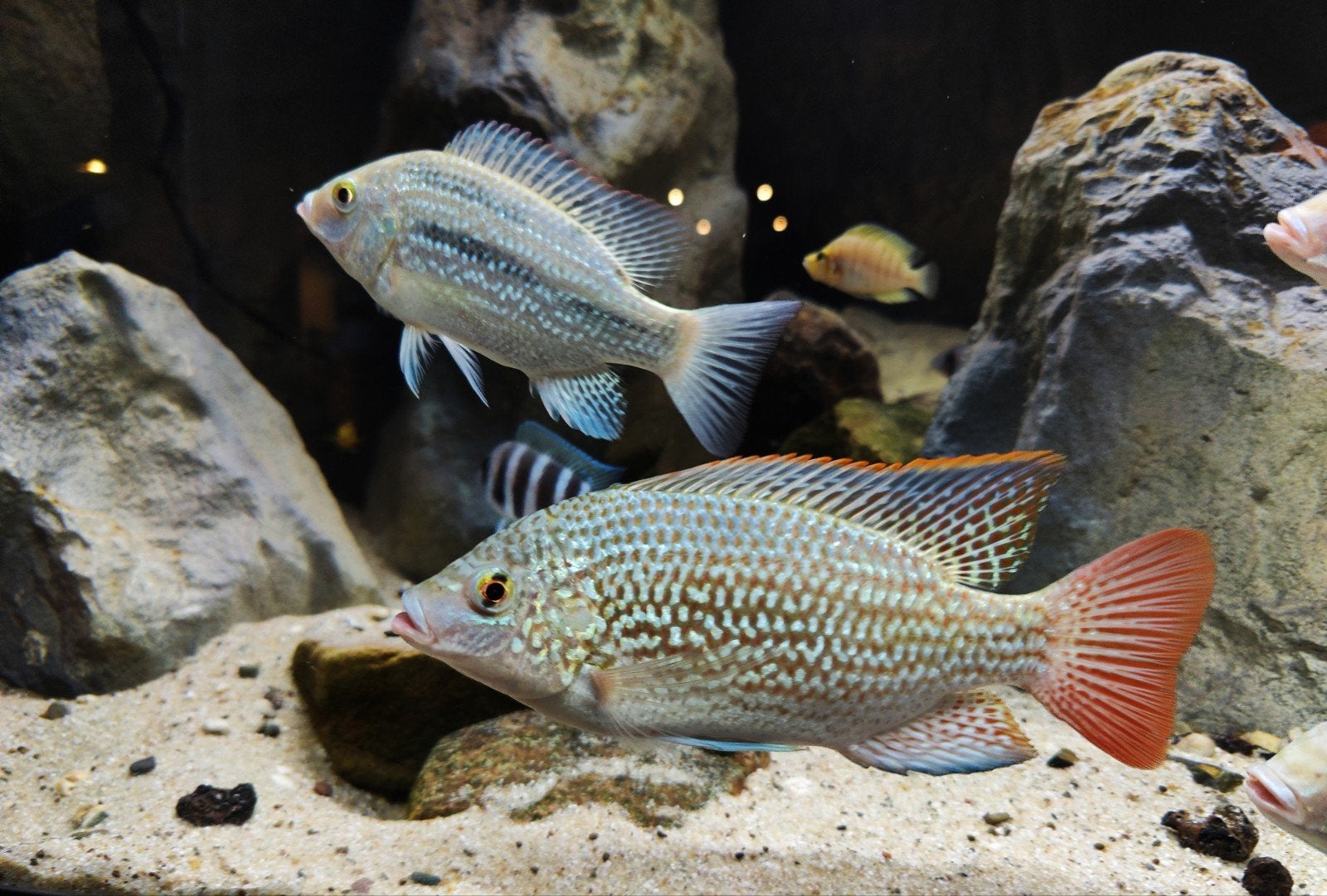Oreochromis Tanganicae F1 - volwassen groep 1.2, Dieren en Toebehoren, Vis, Zoetwatervis