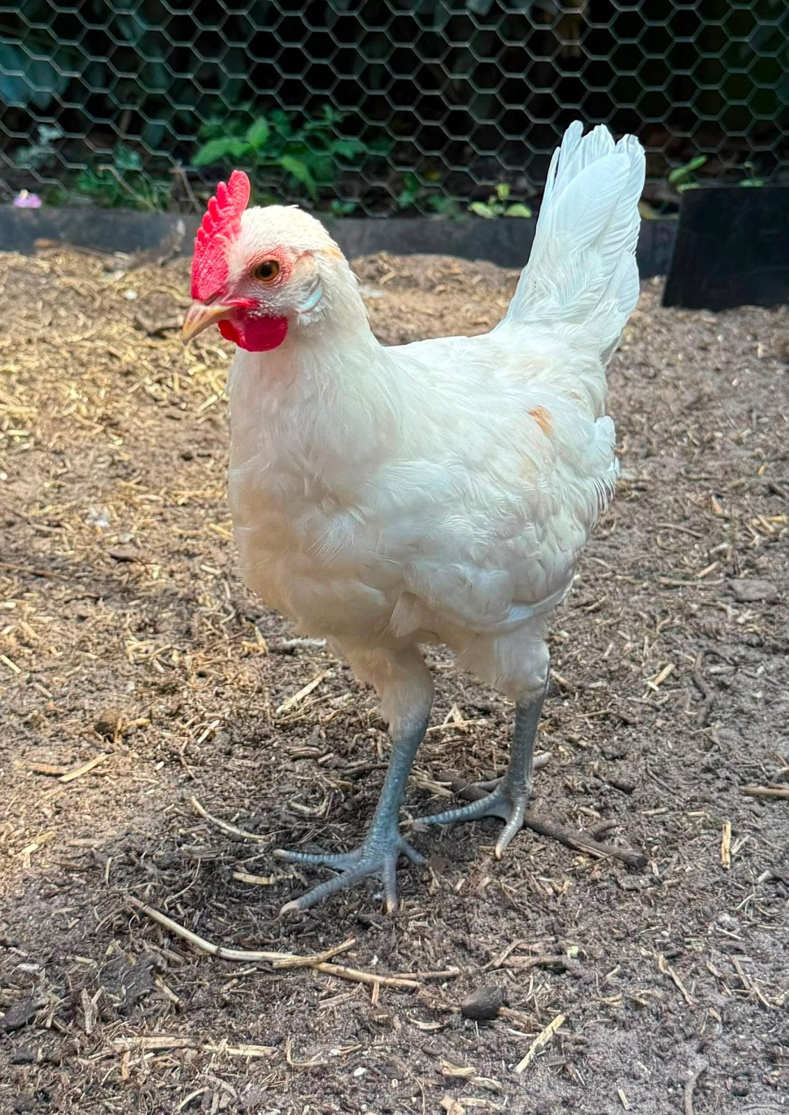 Gratis 3 haantjes, Dieren en Toebehoren, Pluimvee, Mannelijk, Kip