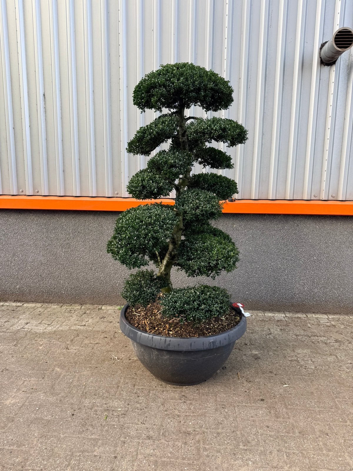Mooie exclusieve ilex kinme, Volle zon, 100 tot 250 cm, Zomer, Overige soorten