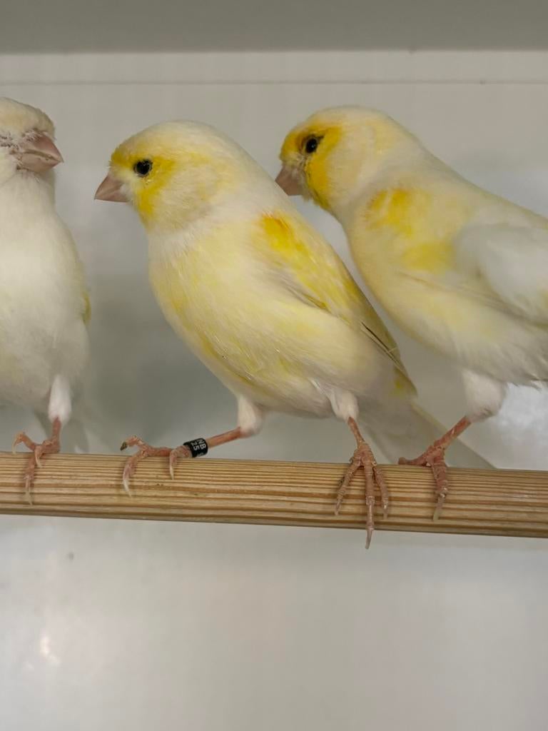 Te koop koppels geelmozaiek kanaries, Dieren en Toebehoren, Vogels | Kanaries, Meerdere dieren, Kleurkanarie