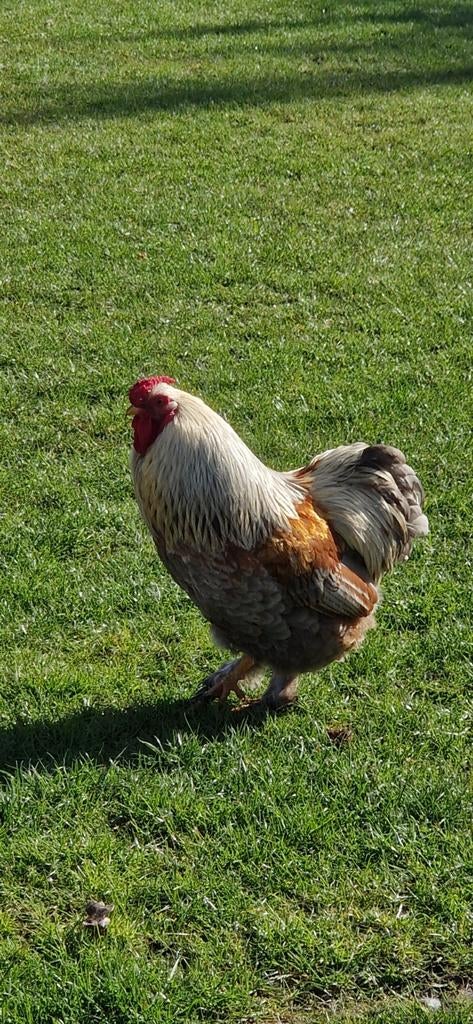 Gratis af te halen!, Dieren en Toebehoren, Pluimvee, Kip, Mannelijk