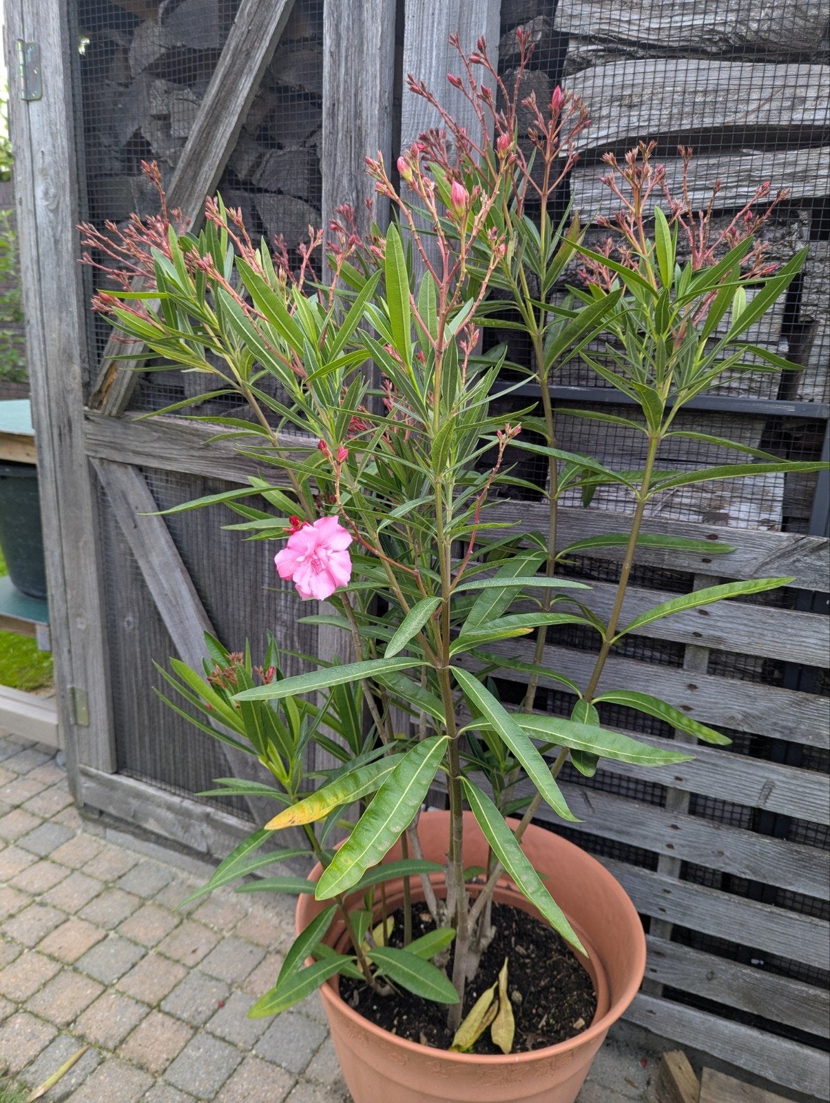 Roze Dubbelbloemige Oleander - 100 cm hoog, Tuin en Terras, Planten | Tuinplanten, Ophalen