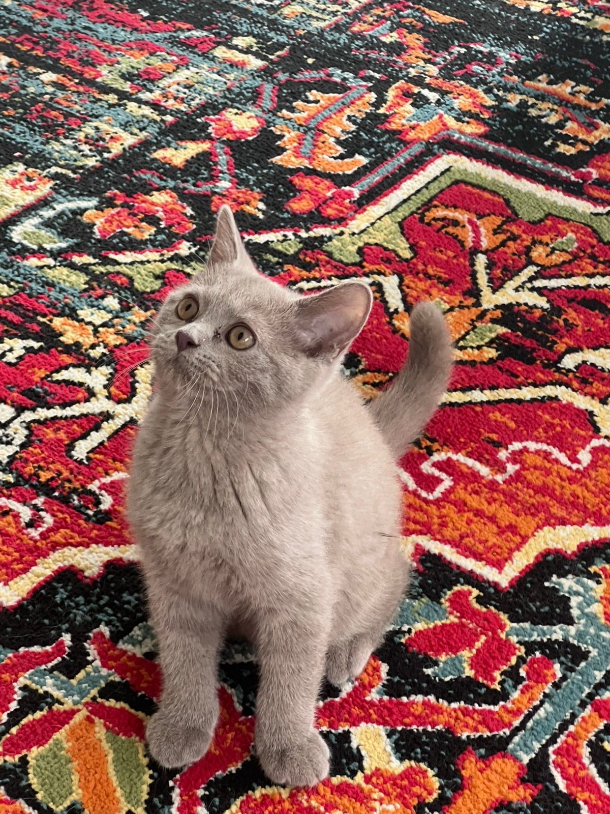 Britse korthaar katertje, Kater, Ontwormd, 0 tot 2 jaar