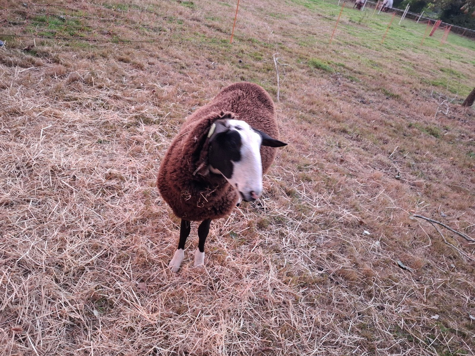 zwartbles ooilam, Dieren en Toebehoren, Vrouwelijk, Schaap, 0 tot 2 jaar