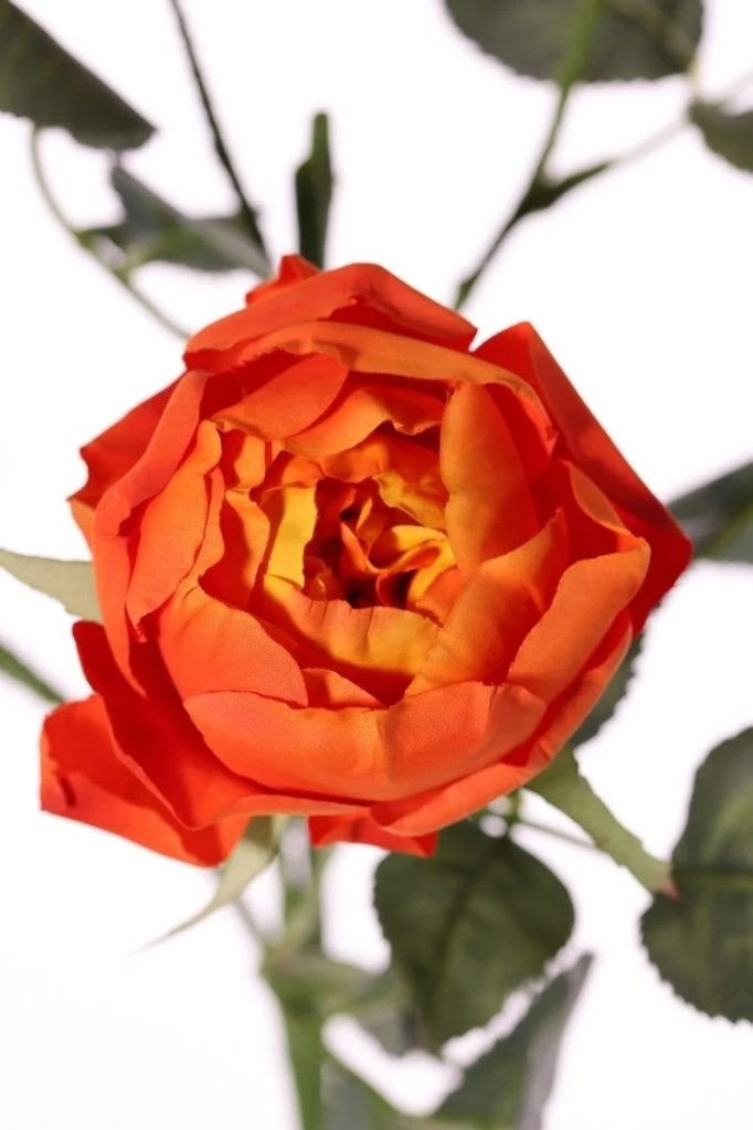 TOP ART - PRACHTIGE ROZEN TAK, Ophalen of Verzenden, Nieuw