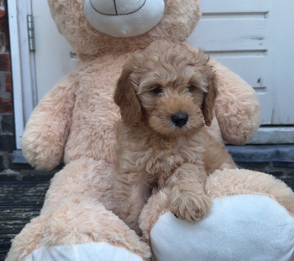 Australian Labradoodle pups met stamboom | Mogen verhuizen🧸, Dieren en Toebehoren, Honden | Retrievers, Spaniëls en Waterhonden
