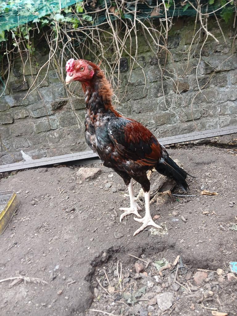 Shamo aseel haan, Dieren en Toebehoren, Pluimvee, Mannelijk, Kip
