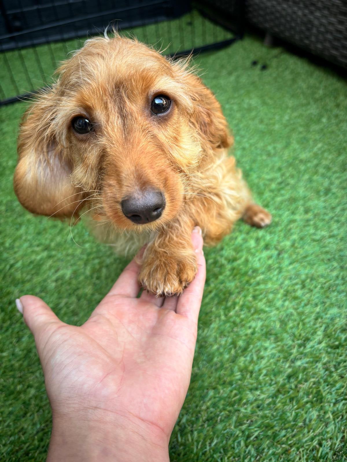 Lief Cockapoo Reutje zoekt een nieuw thuis, Parvo, Reu, 8 tot 15 weken, Dwerg