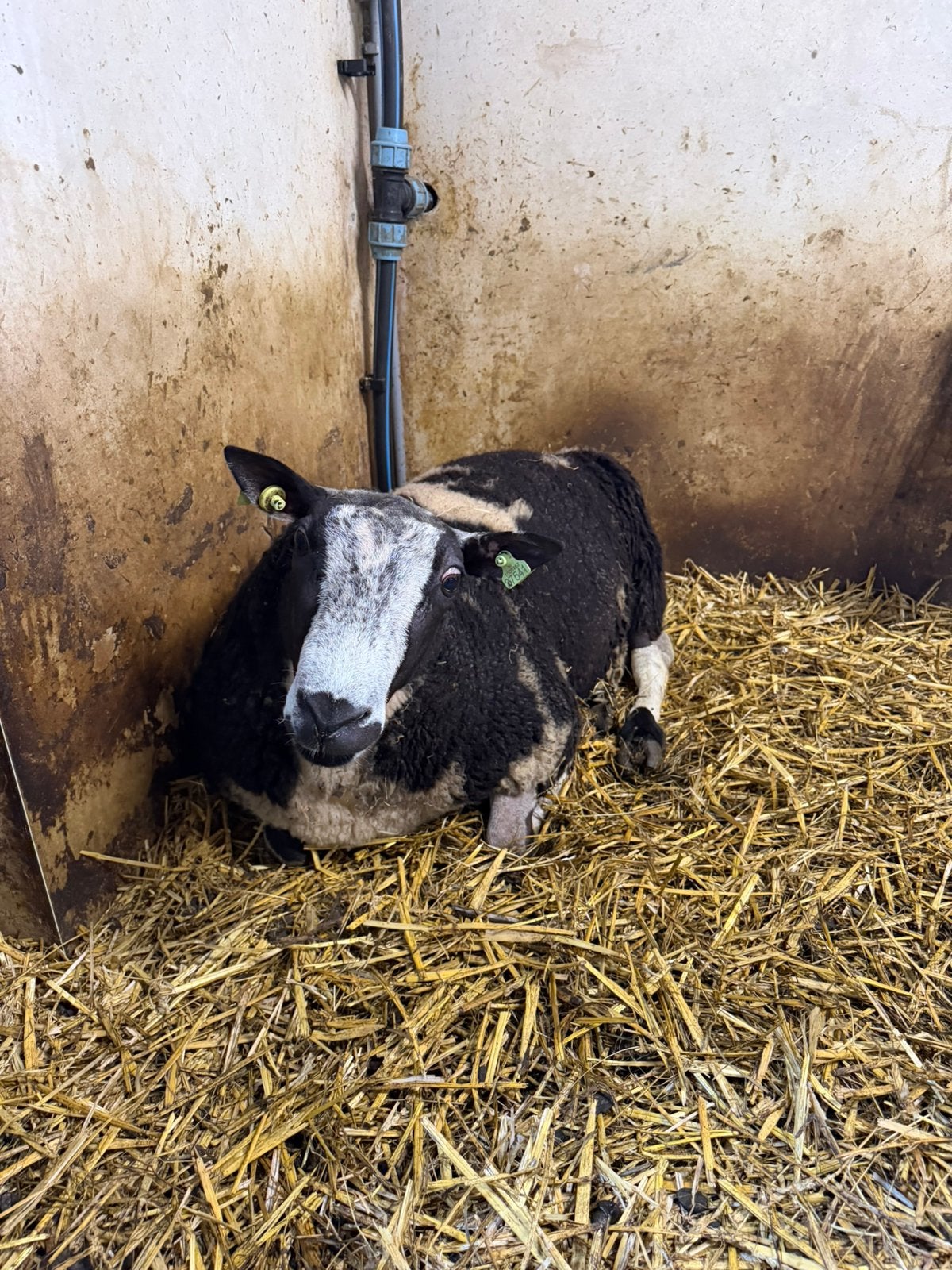 Rammen te koop, Dieren en Toebehoren, Schapen, Geiten en Varkens, Mannelijk, Schaap