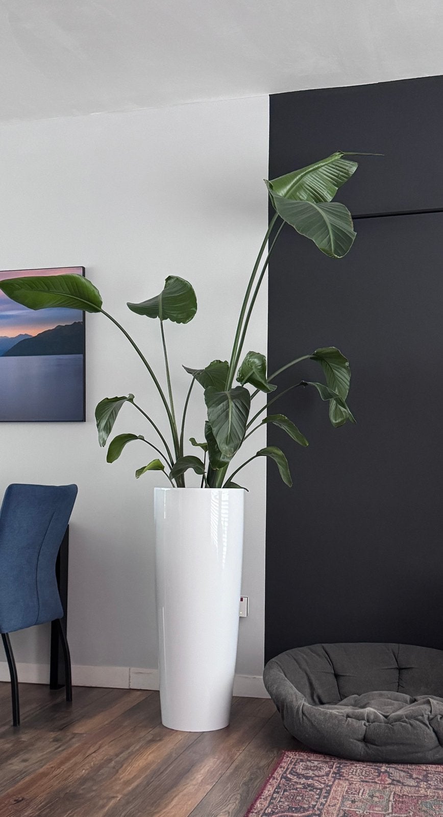 Paradijsvogel plant incl bak, Huis en Inrichting, Kamerplanten, Ophalen, Halfschaduw, 200 cm of meer