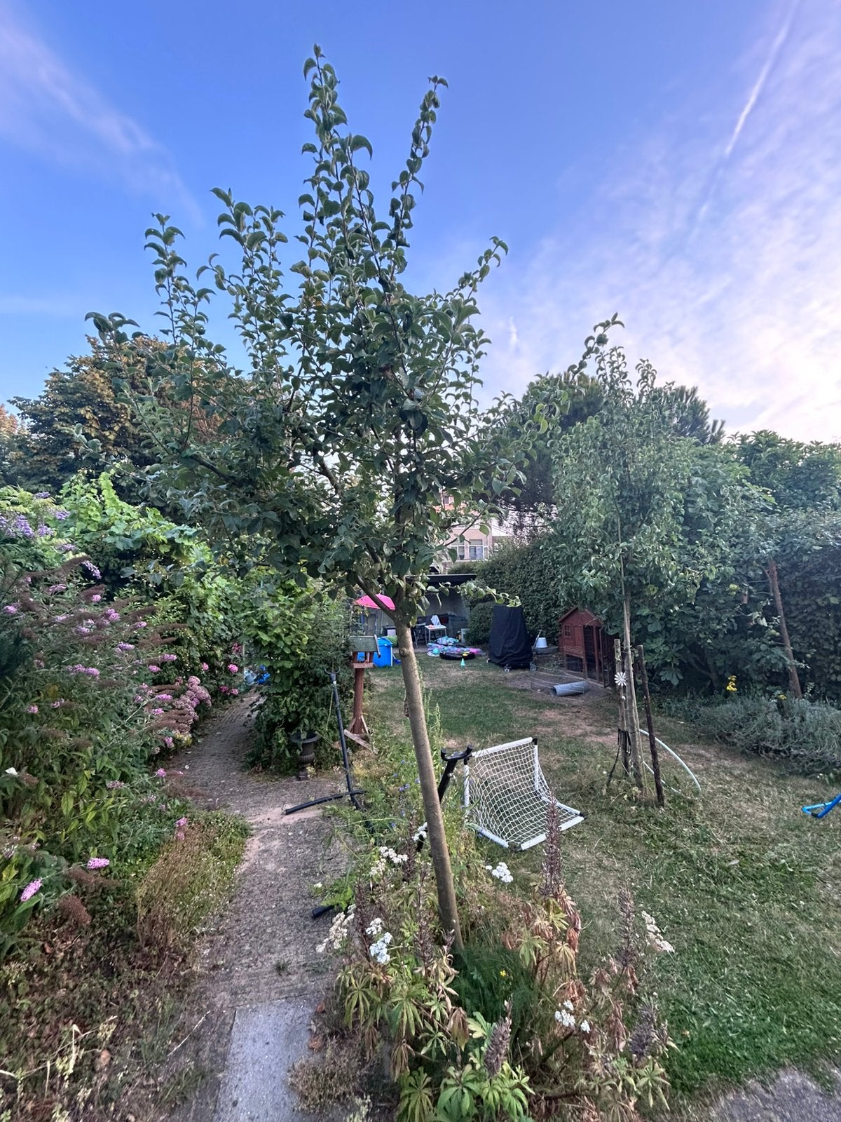 Appelboom, Overige soorten, Lente, 100 tot 250 cm, Ophalen
