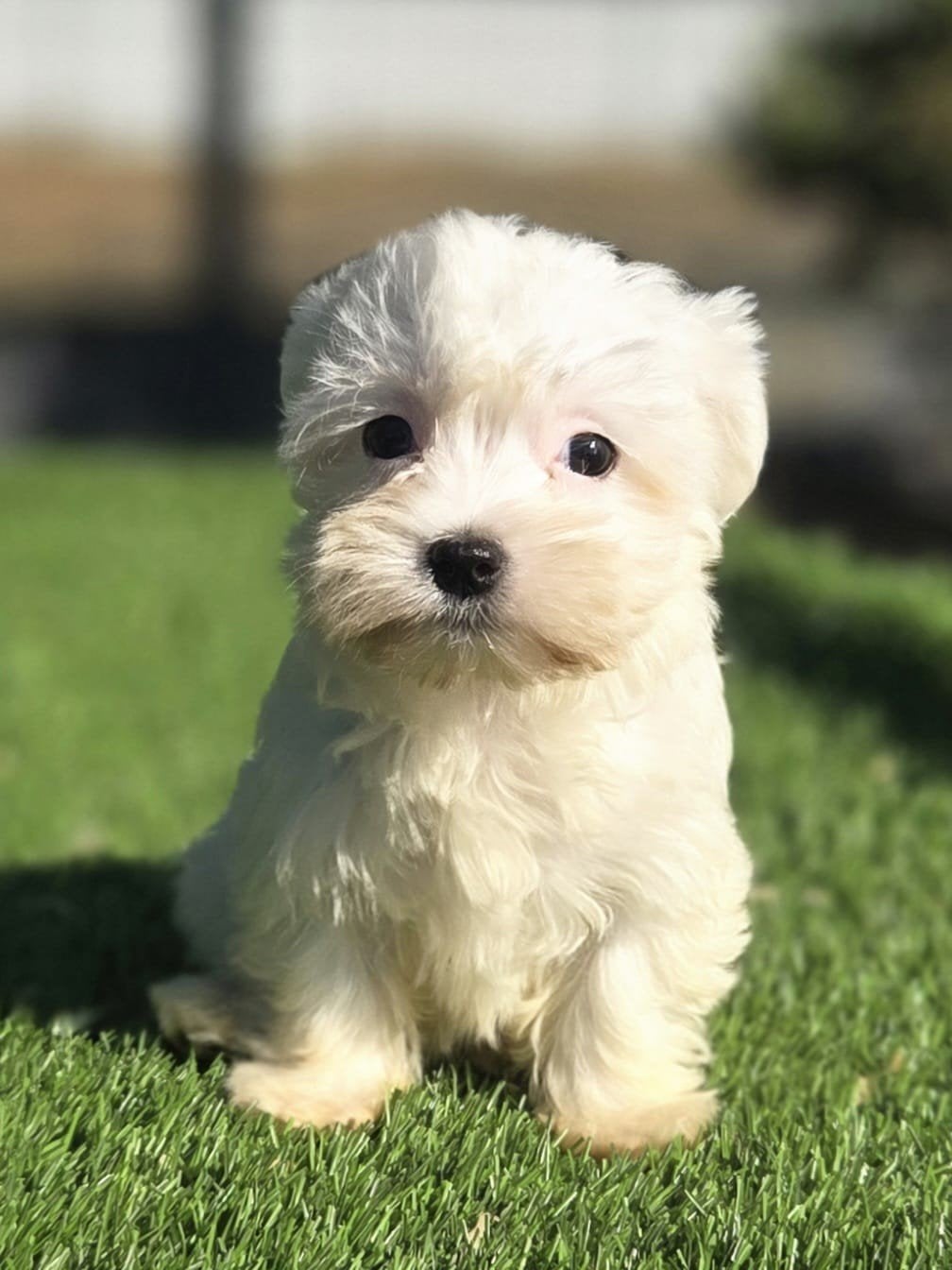te koop leuke Maltezer pups, Dieren en Toebehoren, Parvo, Nederland, Overige rassen, 8 tot 15 weken