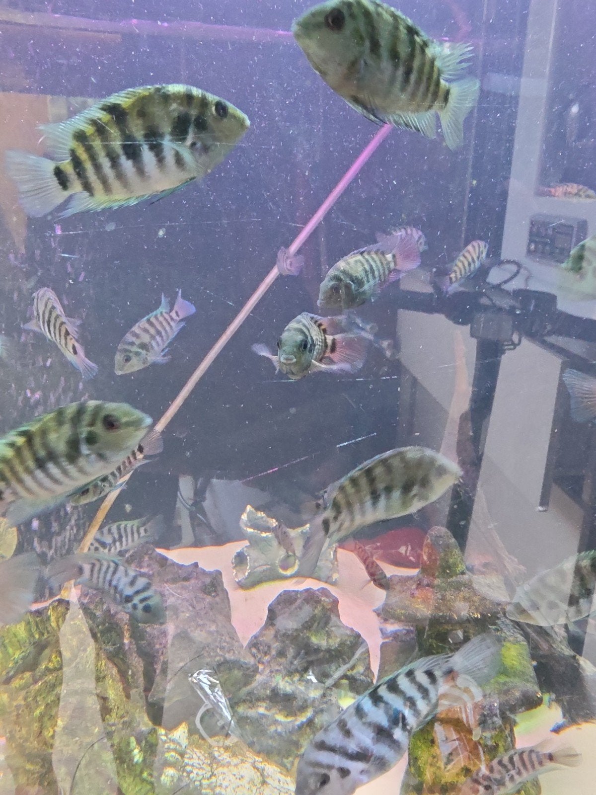 Zebra cichliden, Vis, Zoetwatervis