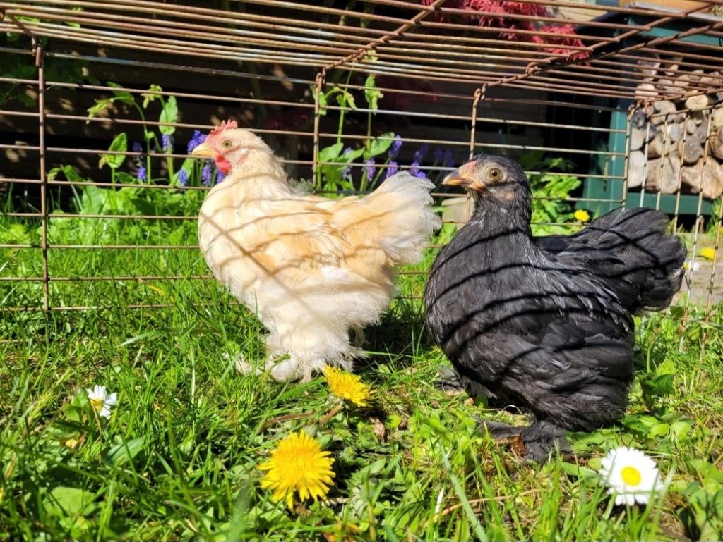 Cochin haantje en onverwant hennetje, Dieren en Toebehoren, Pluimvee, Mannelijk, Kip