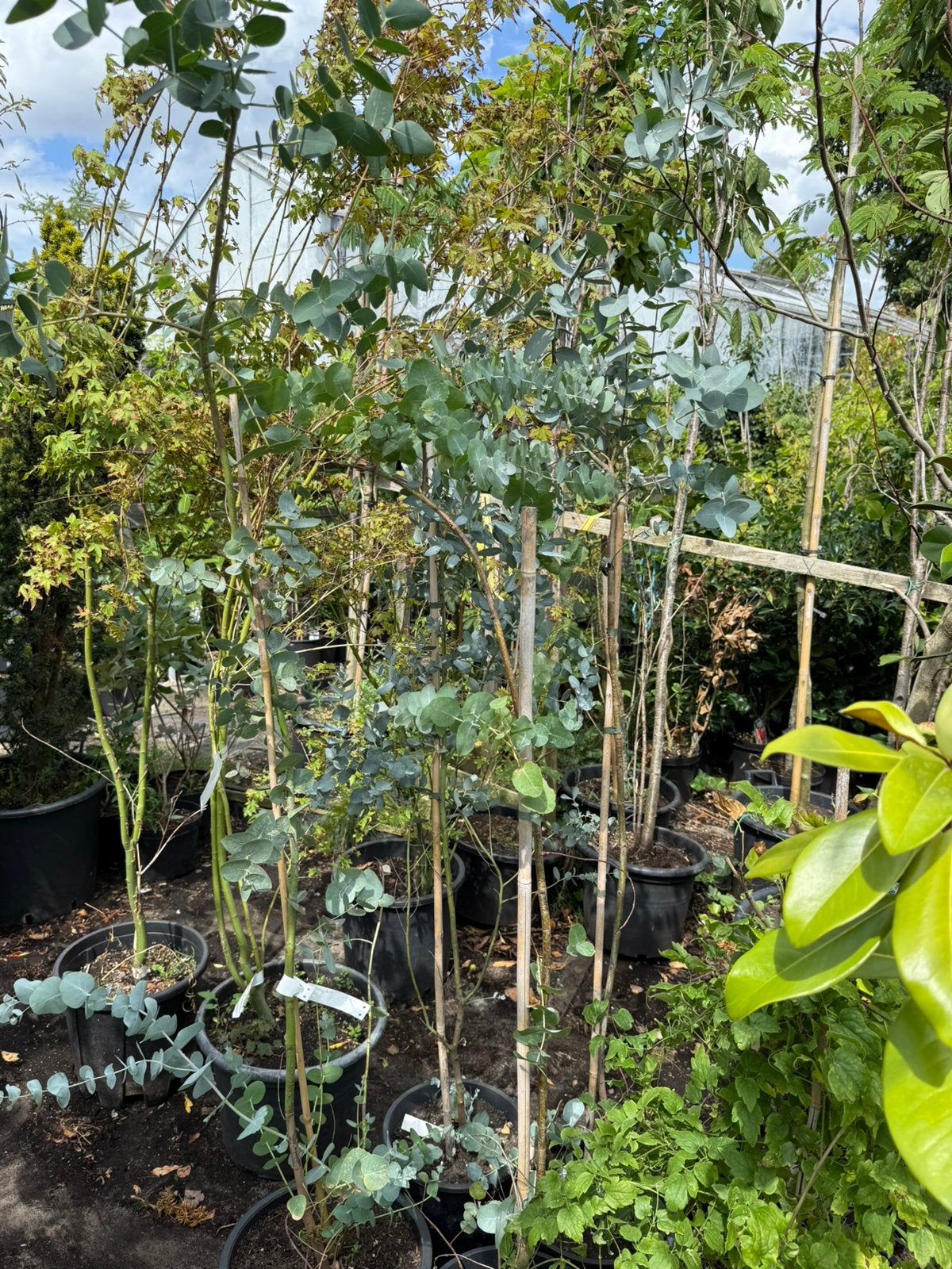 Acer palmatum rood groen groeit snel en smal, Tuin en Terras, Planten | Tuinplanten, Volle zon, Vaste plant, Bloeit niet, Ophalen