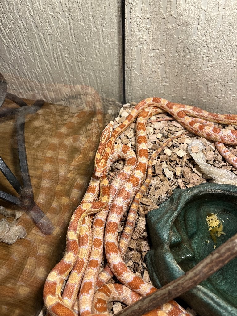 Amerikaanse rattenslang, Dieren en Toebehoren, Reptielen en Amfibieën, Slang, Tam, 3 tot 6 jaar