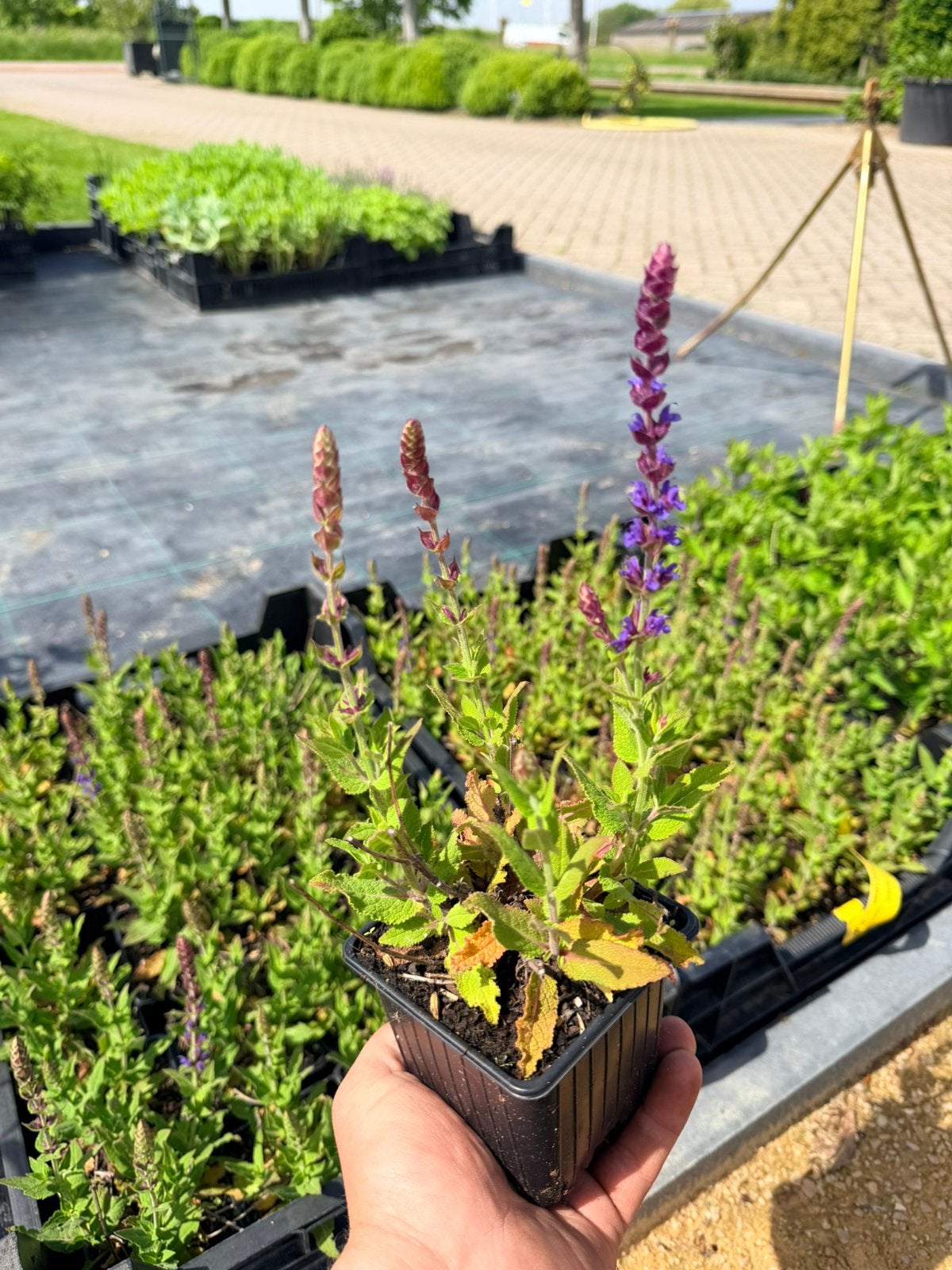 Salvia nemorosa ‘Ostfriesland’ – P9, Ophalen of Verzenden, Vaste plant, Overige soorten, Volle zon