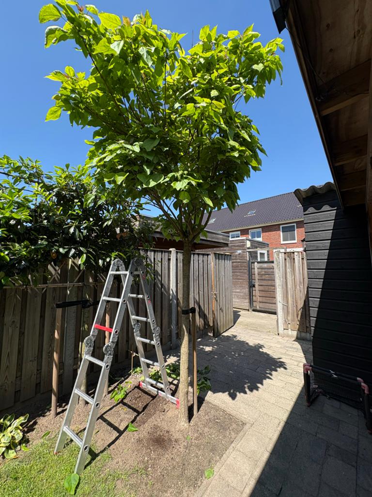 Bolcatalpa (Trompetboom) - Zelf uitgraven, Bloeit niet, 250 tot 400 cm, Ophalen, Volle zon