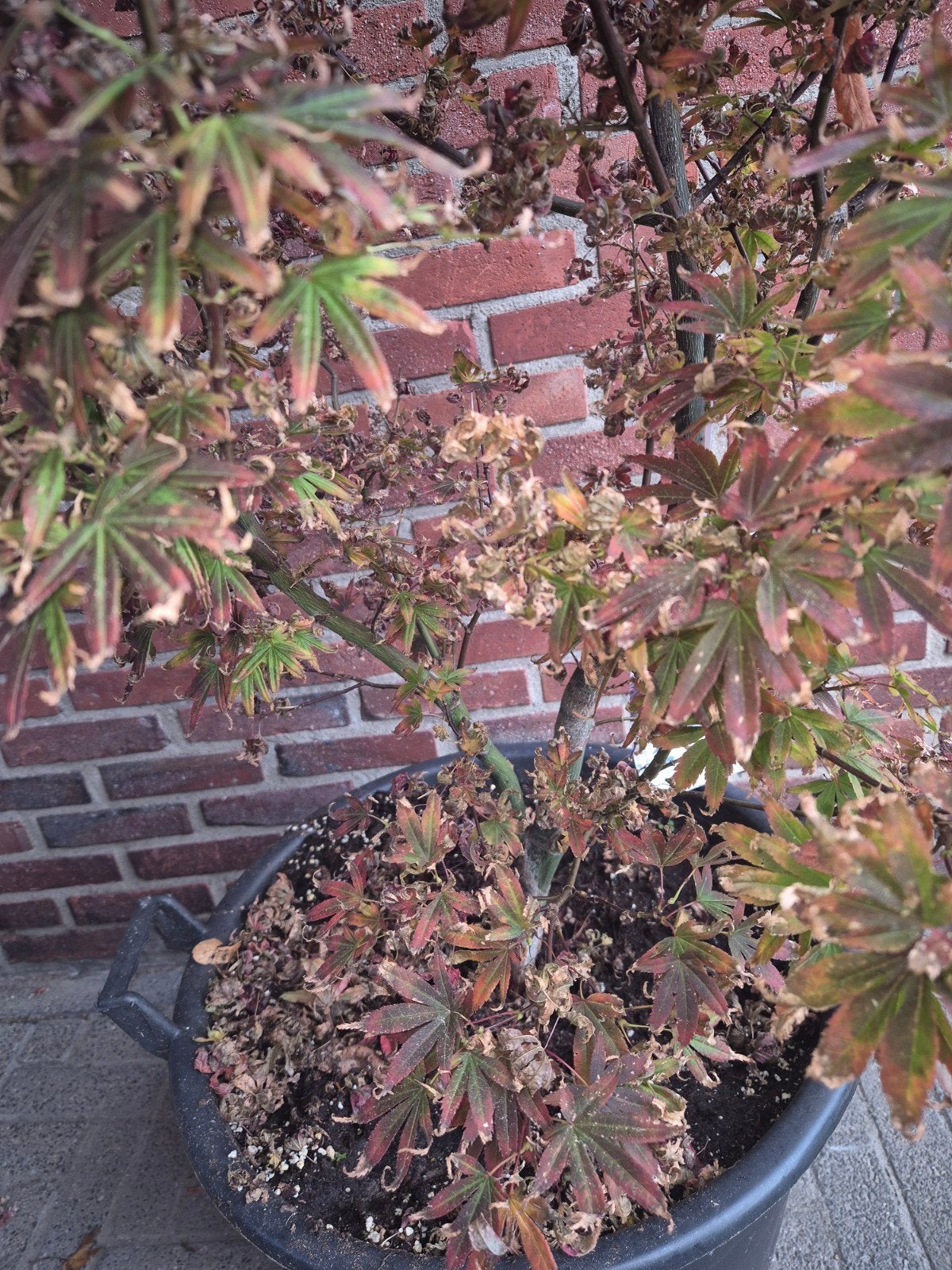 japanse Esdoorn in pot 1.40 m hoog, Tuin en Terras, Ophalen, Esdoorn