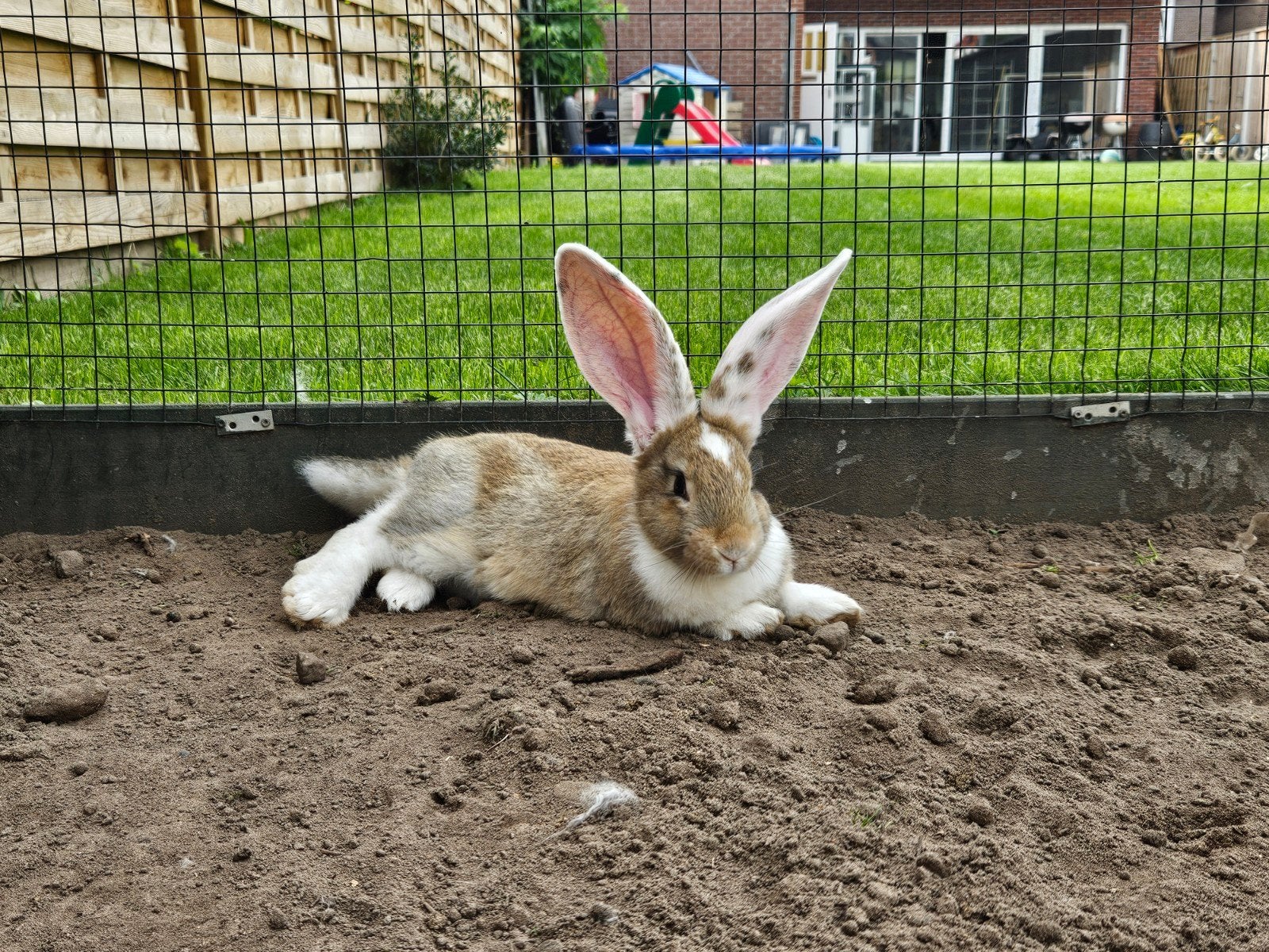 Vlaamse reuzen, Dieren en Toebehoren, Meerdere dieren, Groot, 0 tot 2 jaar