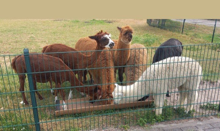 Alpacawol, Hobby en Vrije tijd, Ophalen, Nieuw, Spinwol